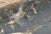 Black Widow Spider